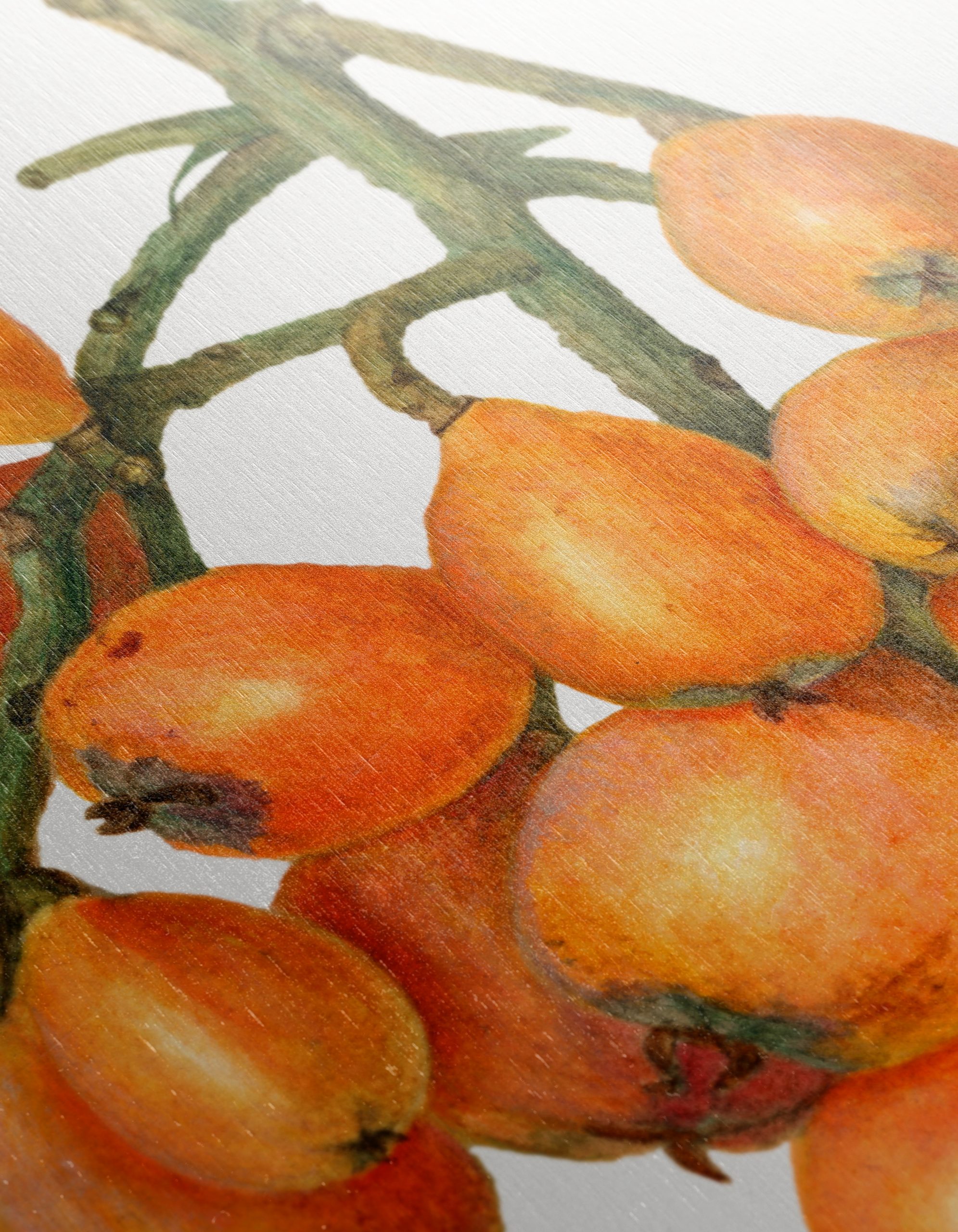 Detailed Botanical Illustration of Loquats - Image 12
