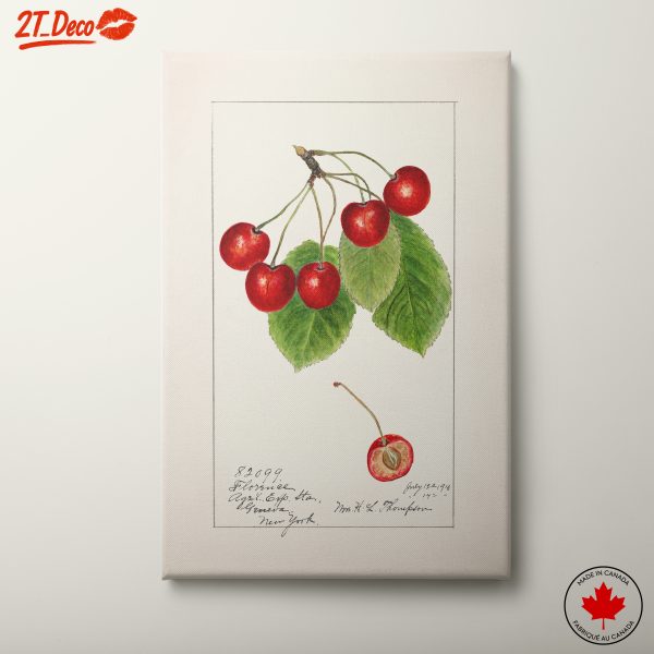 Cherry Botanical Illustration