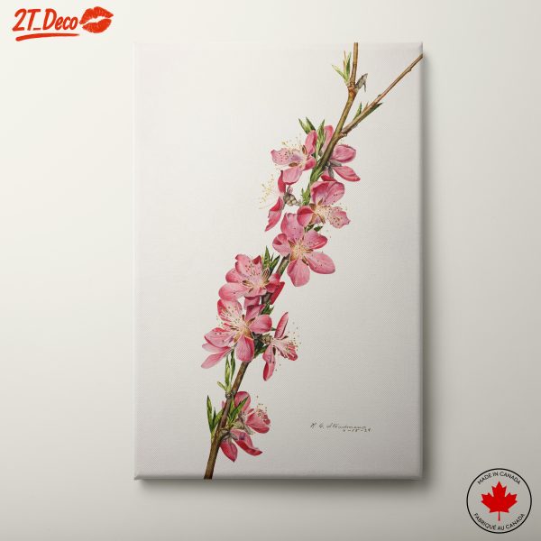Delicate Pink Botanical Art Floral Illustration