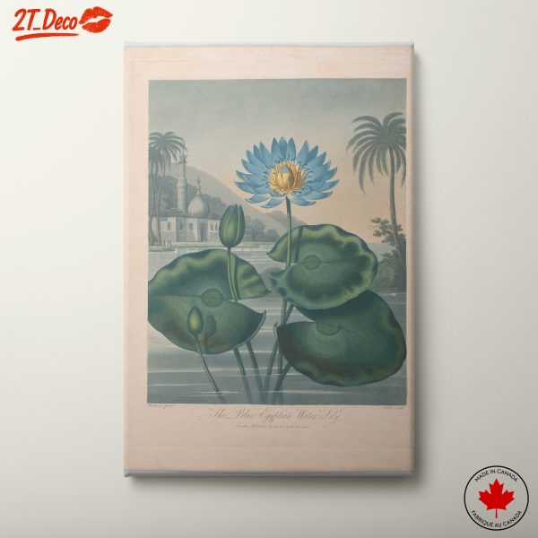 The Blue Egyptian Water Lily Art