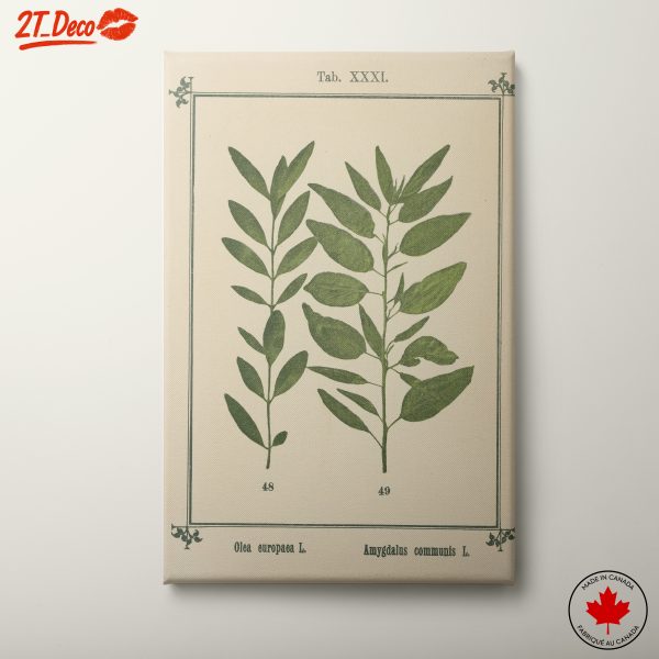 Intricate Botanical Leaf Illustrations