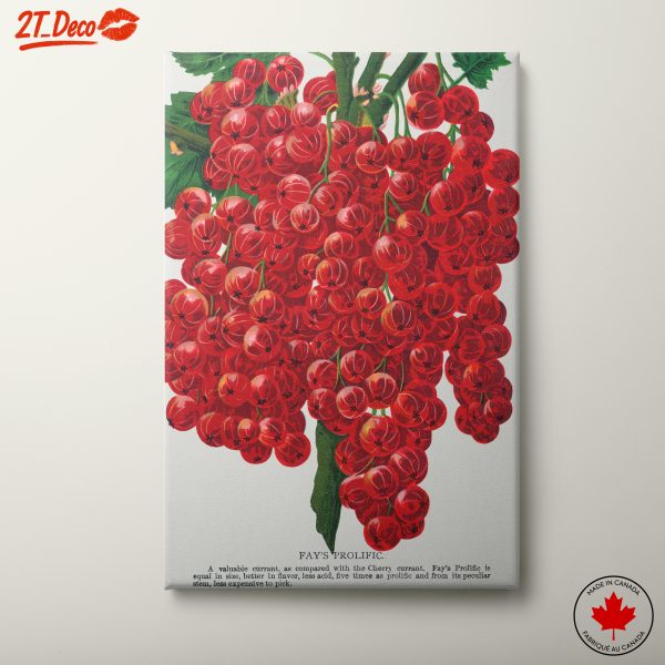 Fay's Prolific Red Currant Botanical Art