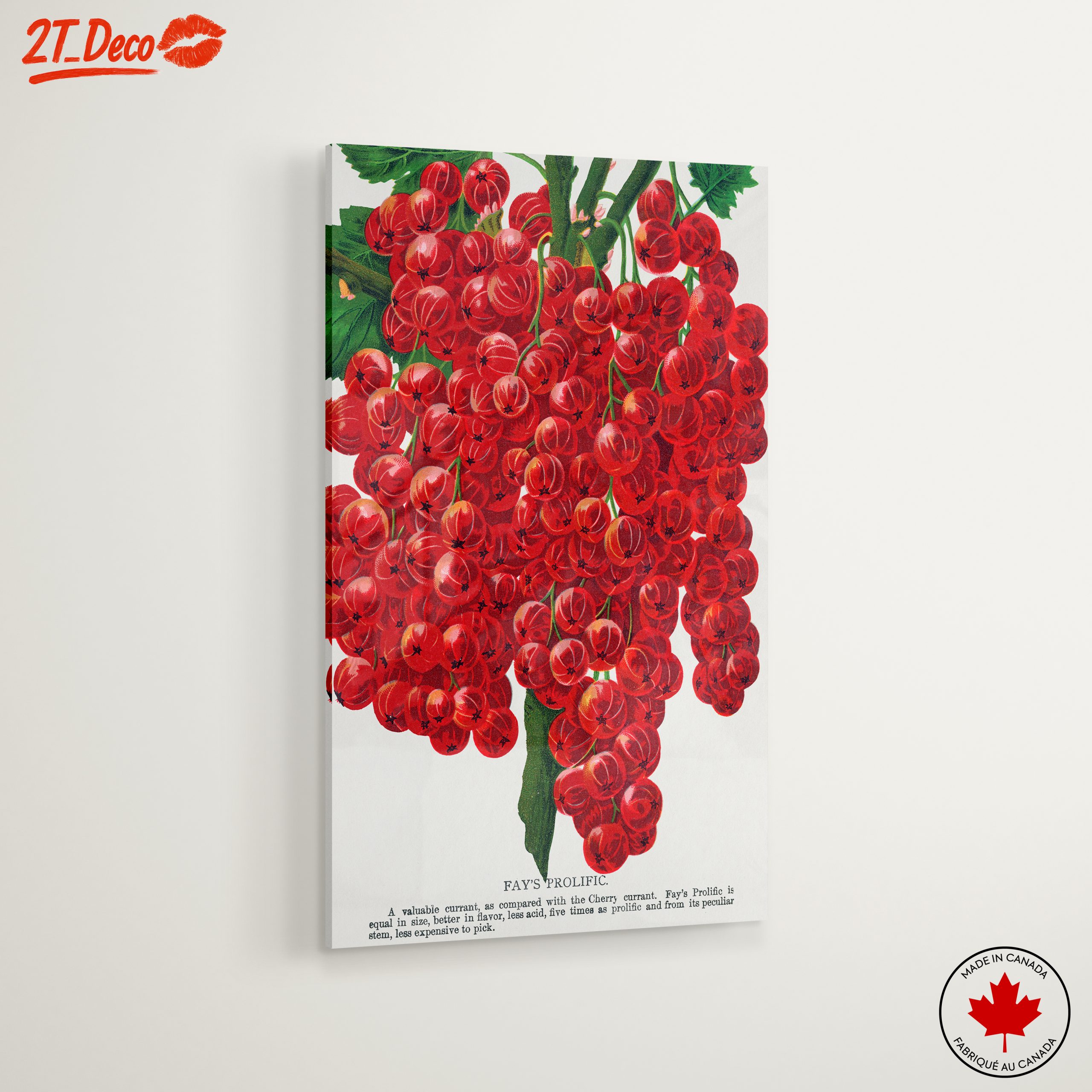 Fay's Prolific Red Currant Botanical Art - Image 6