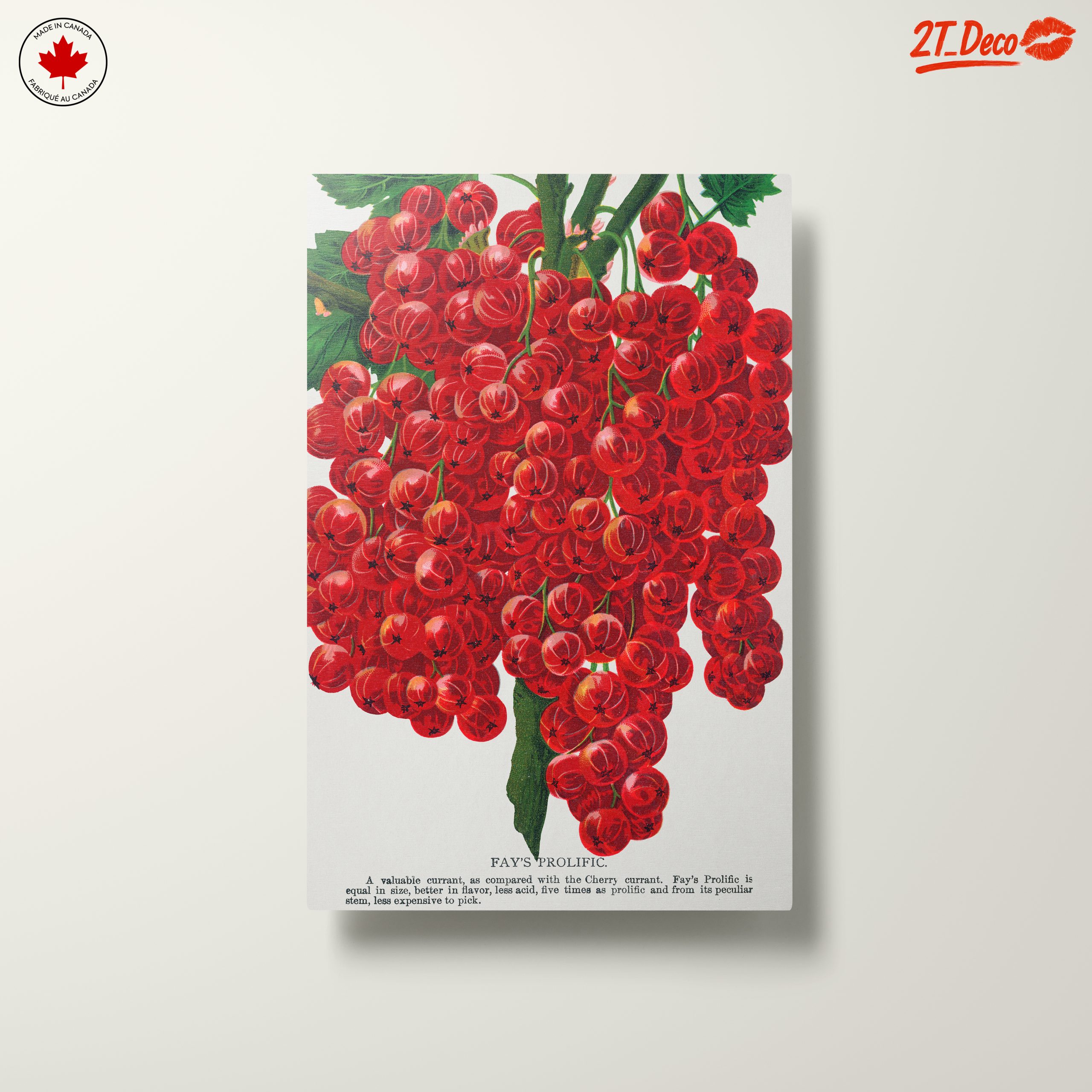 Fay's Prolific Red Currant Botanical Art - Image 10