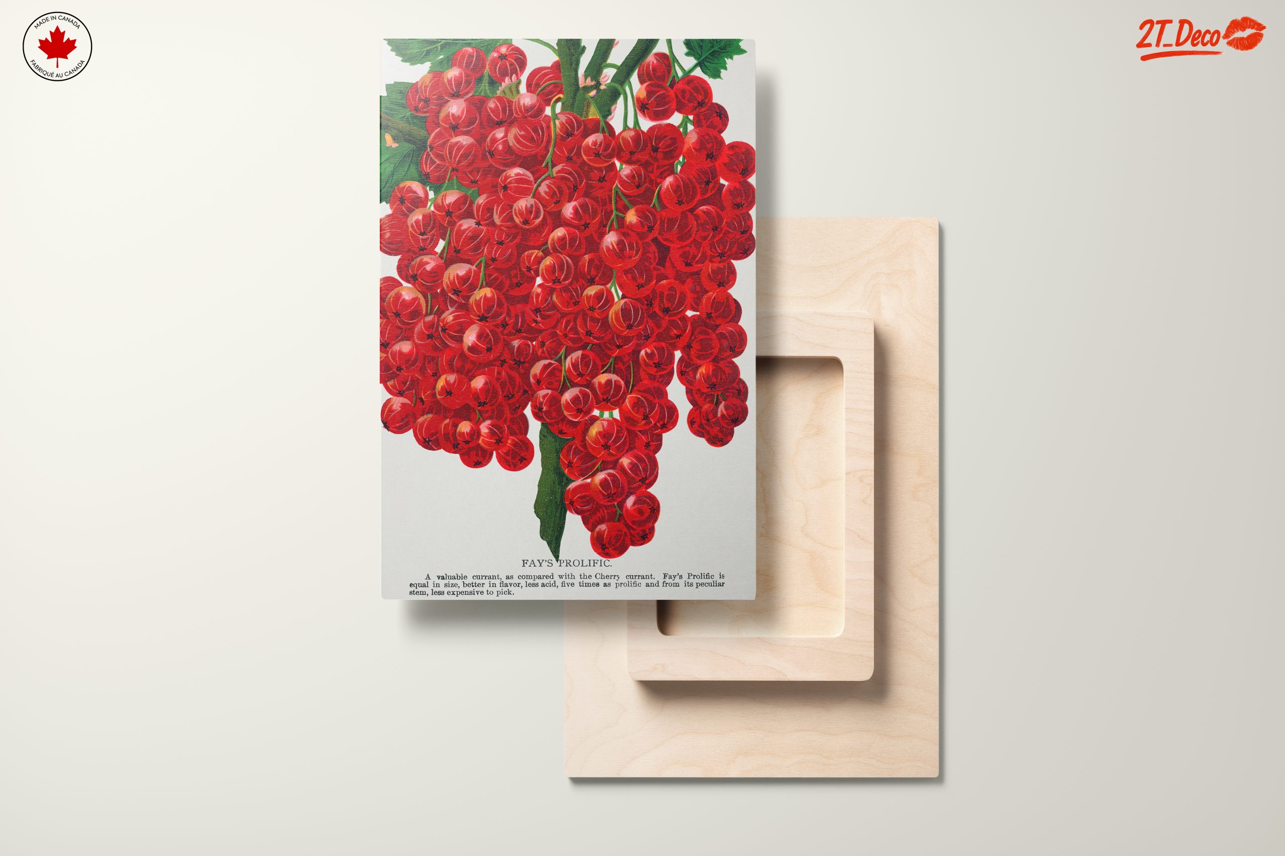 Fay's Prolific Red Currant Botanical Art - Image 11