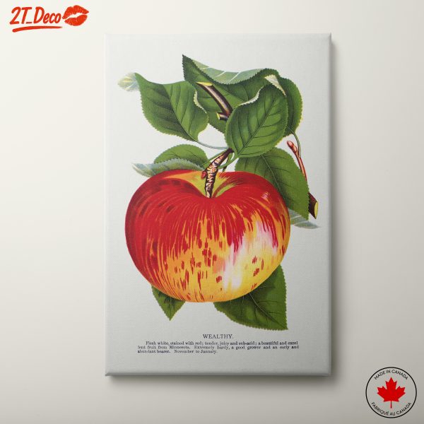 Wealthy Apple Botanical Illustration