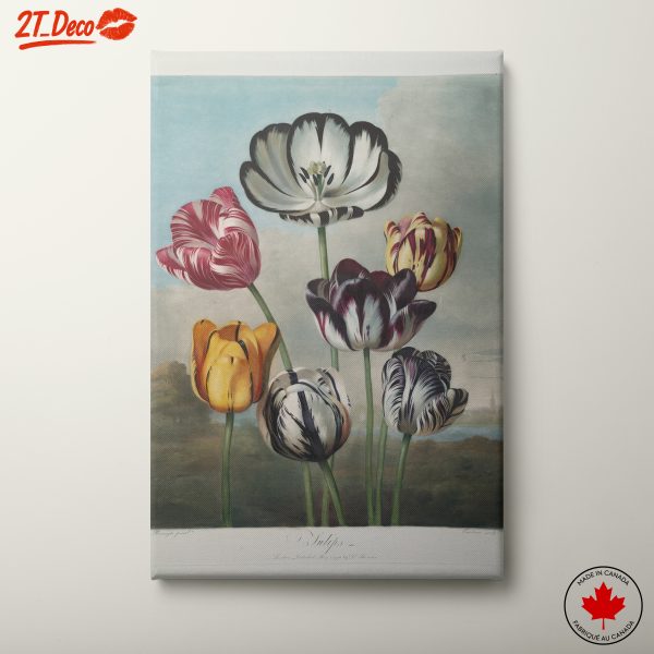 Beautifully Illustrated Tulips in Vibrant Colors