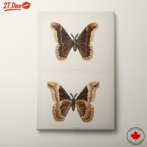 Detailed Illustration of Attacus Promethia Butterfly