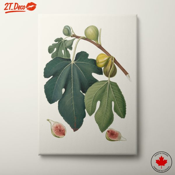 Fig Leaves and Fruit Botanical Art