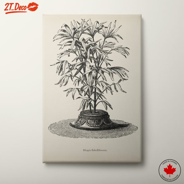Vintage Botanical Illustration of Rhapis Flabelliformis