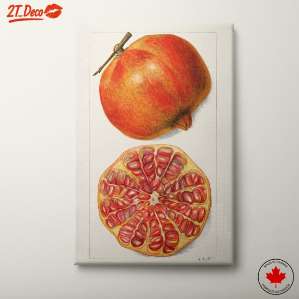 Stylized Pomegranate Illustration