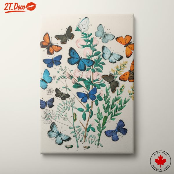 Beautiful Botanical Butterfly Illustrations