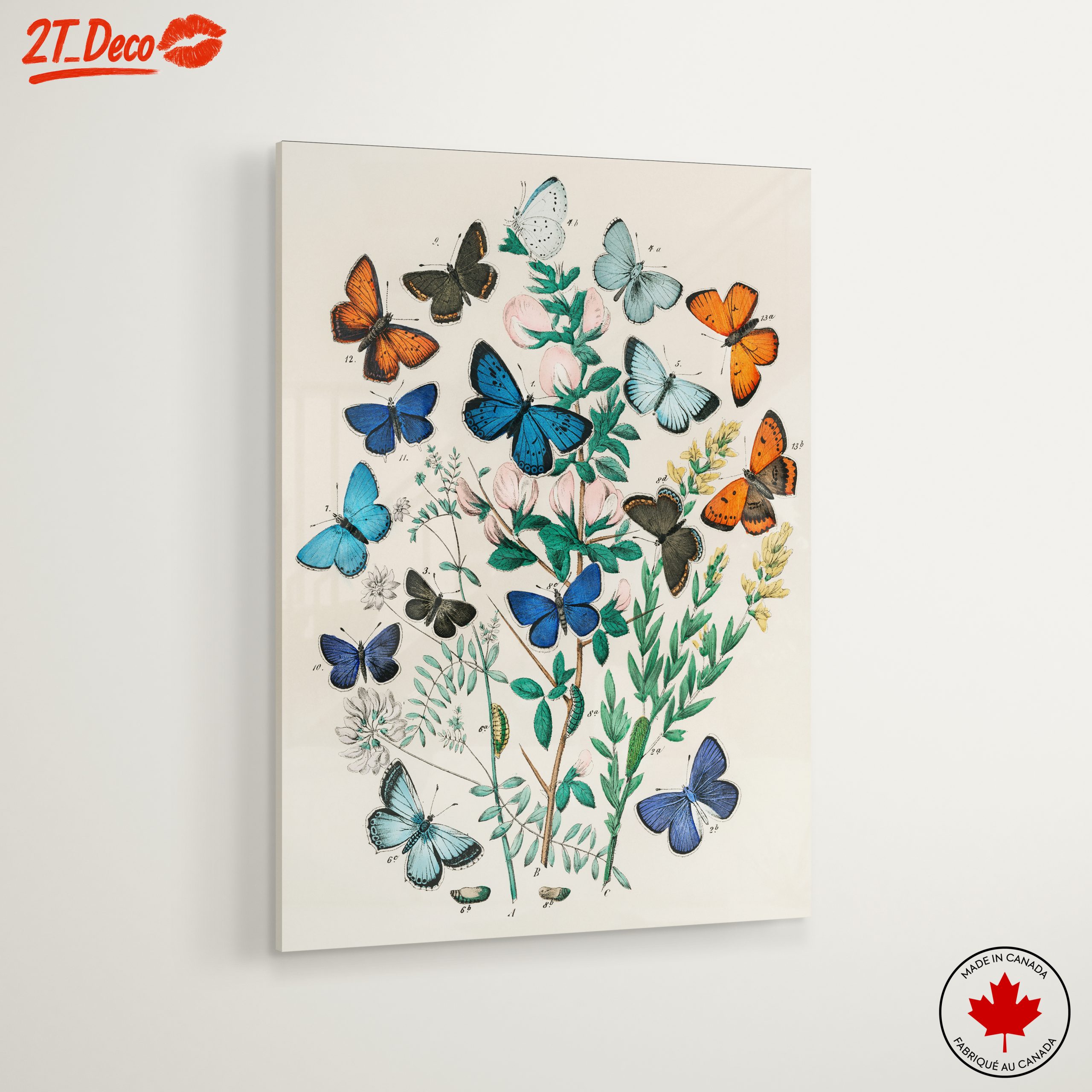 Beautiful Botanical Butterfly Illustrations - Image 6