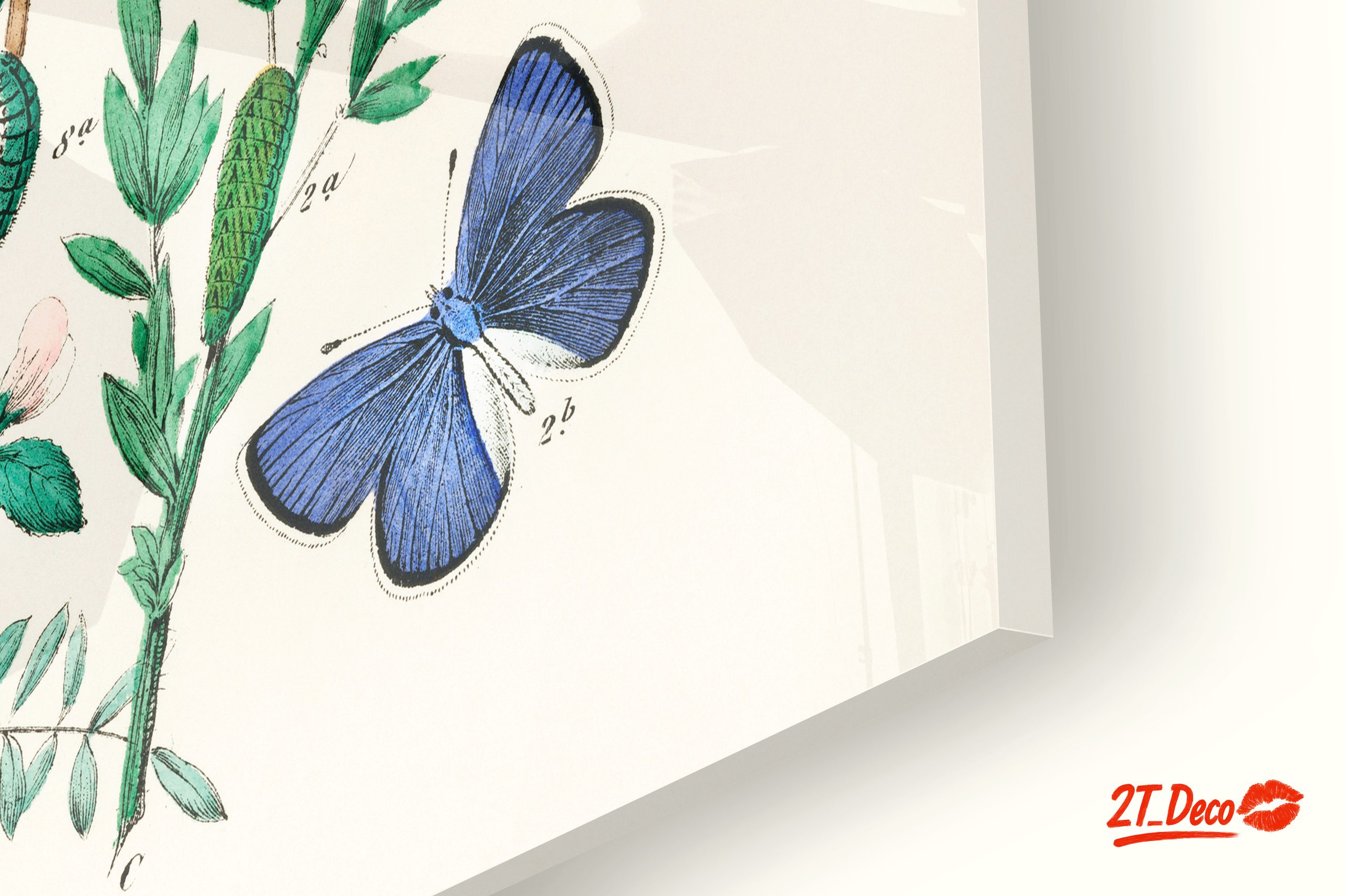 Beautiful Botanical Butterfly Illustrations - Image 9