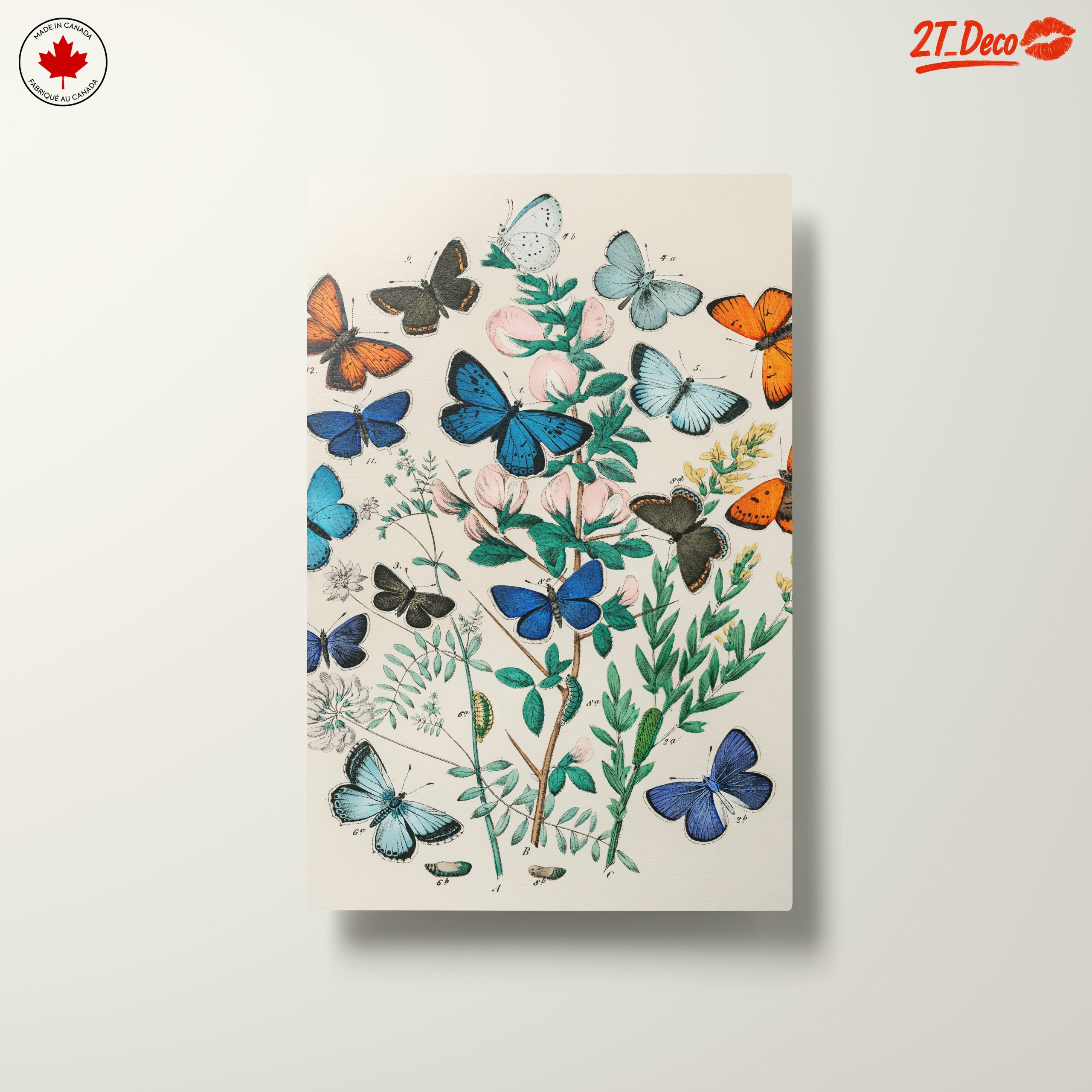 Beautiful Botanical Butterfly Illustrations - Image 10