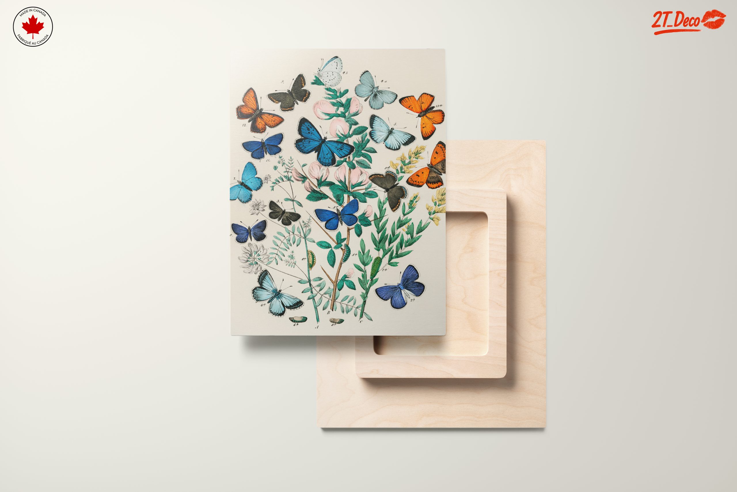 Beautiful Botanical Butterfly Illustrations - Image 11