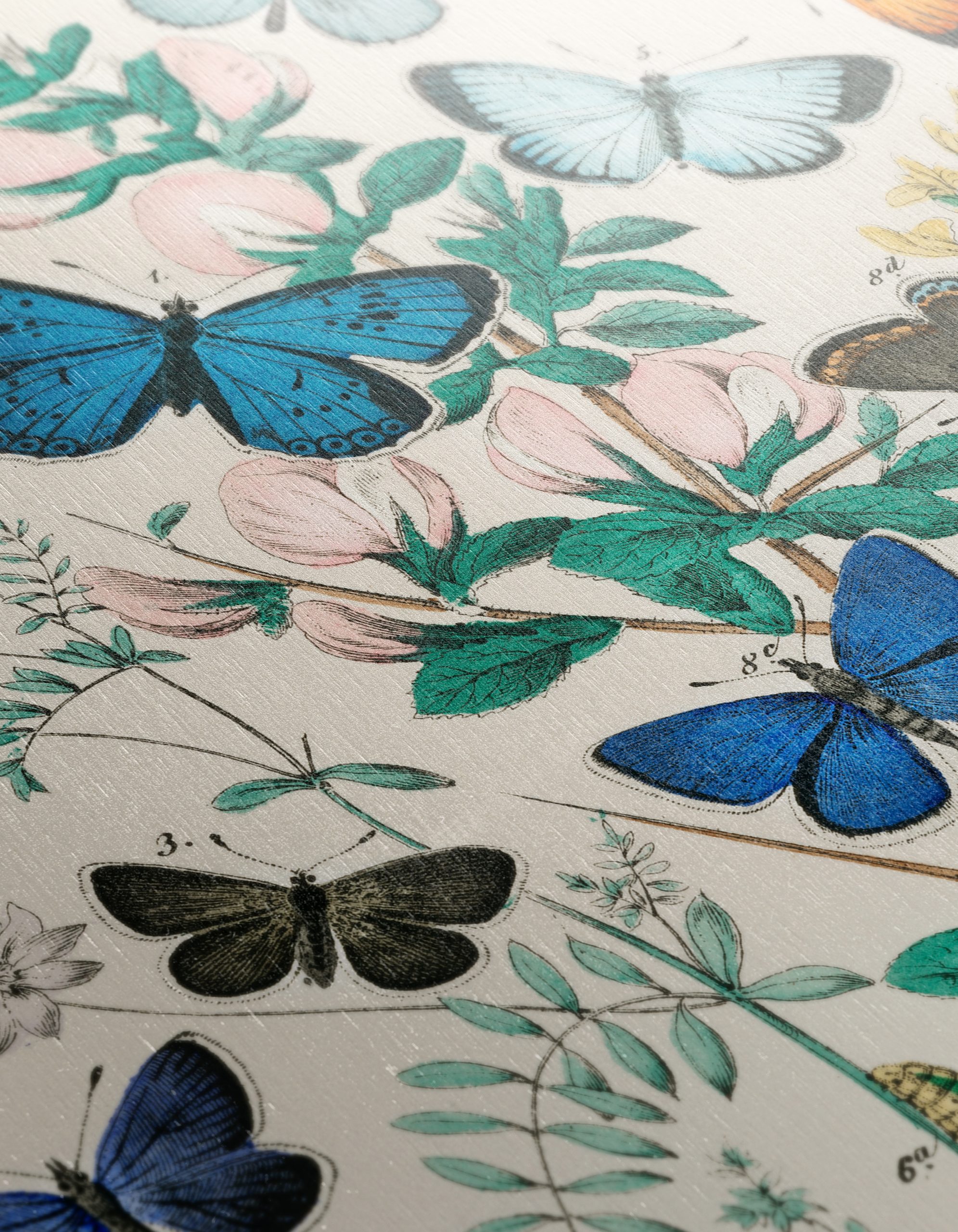 Beautiful Botanical Butterfly Illustrations - Image 12