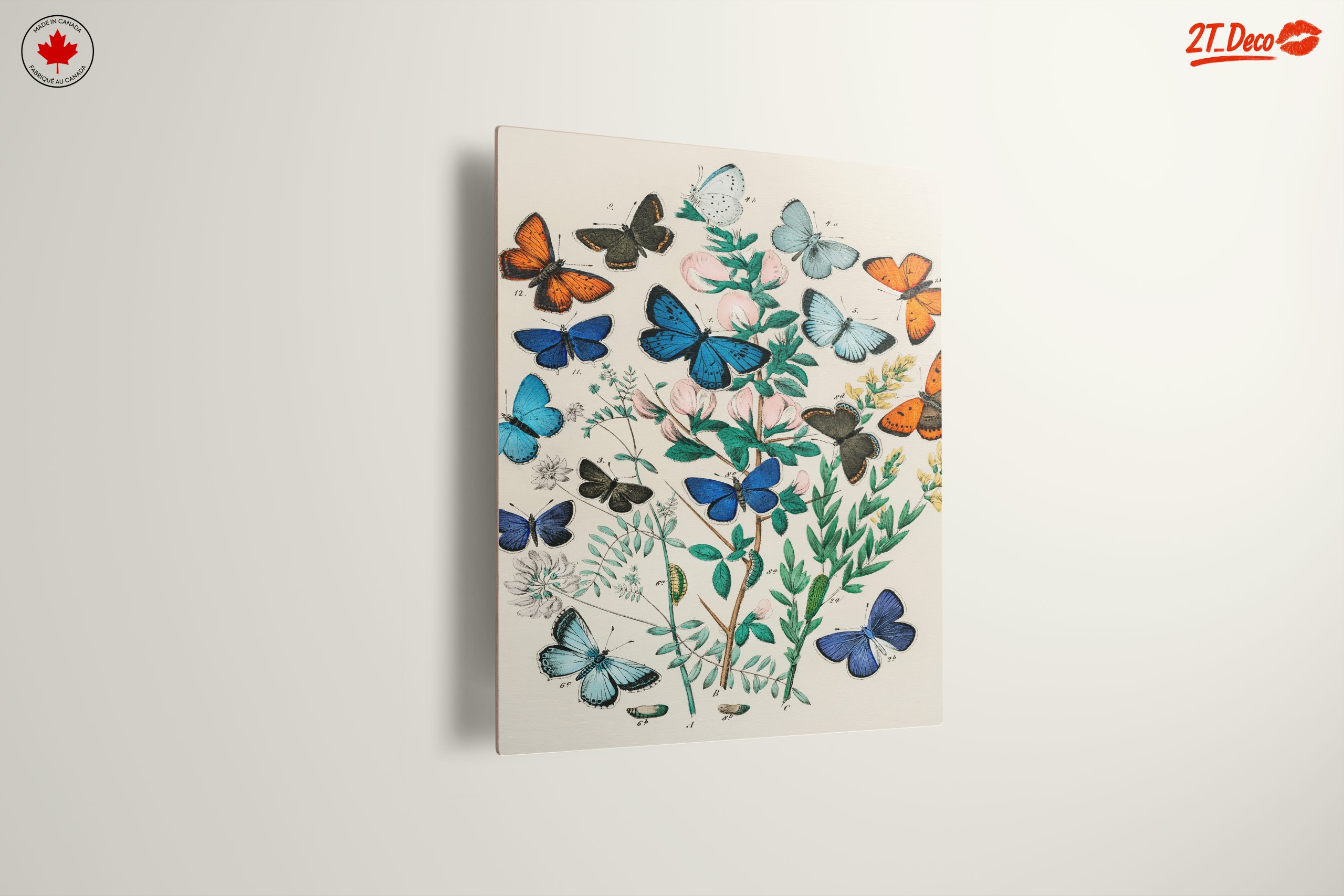 Beautiful Botanical Butterfly Illustrations - Image 13