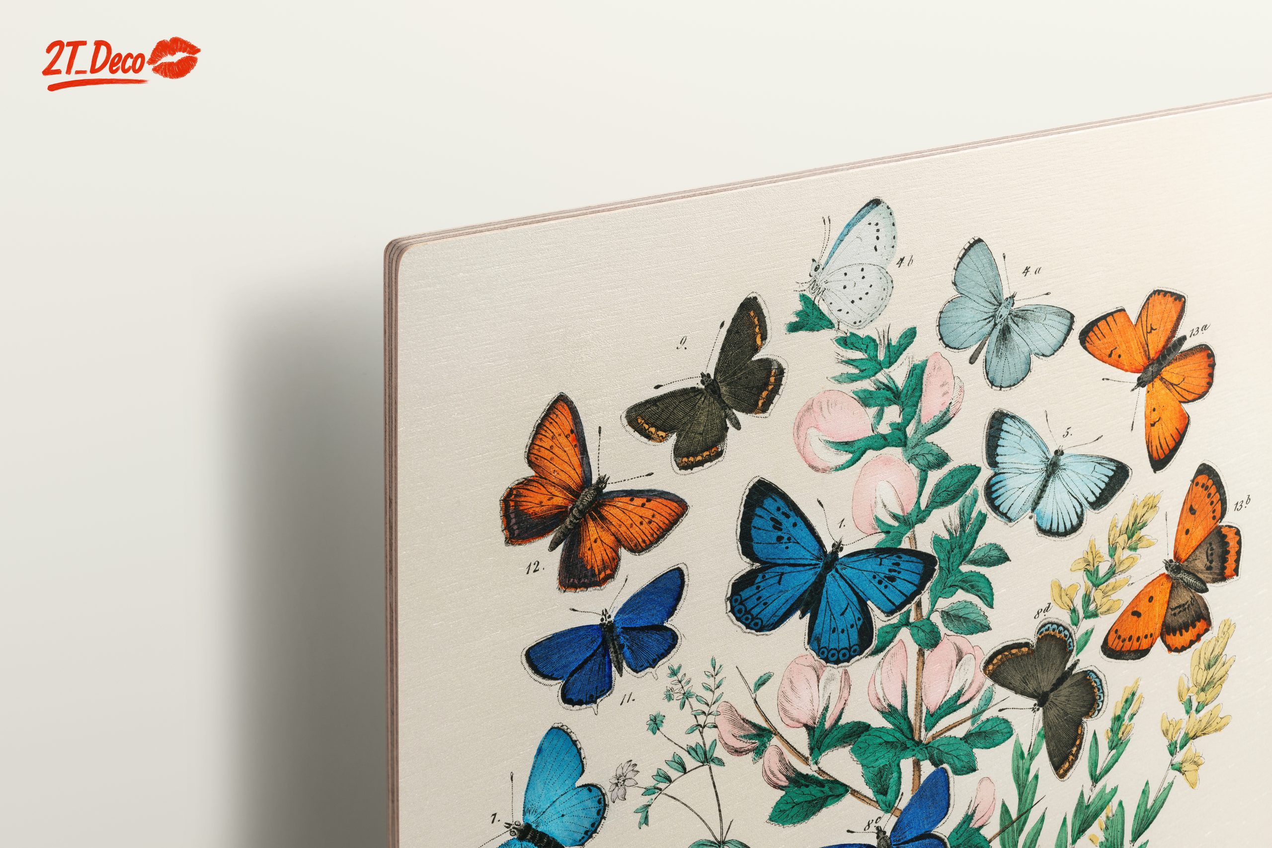 Beautiful Botanical Butterfly Illustrations - Image 15