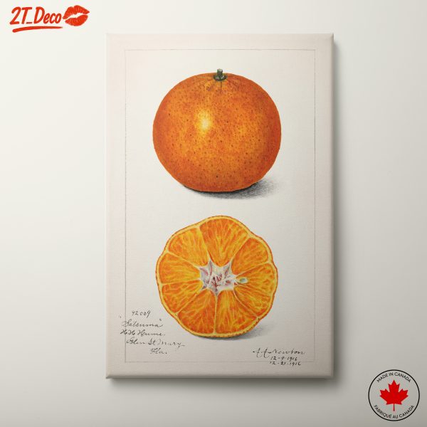 Stylized Satsuma Orange Illustration