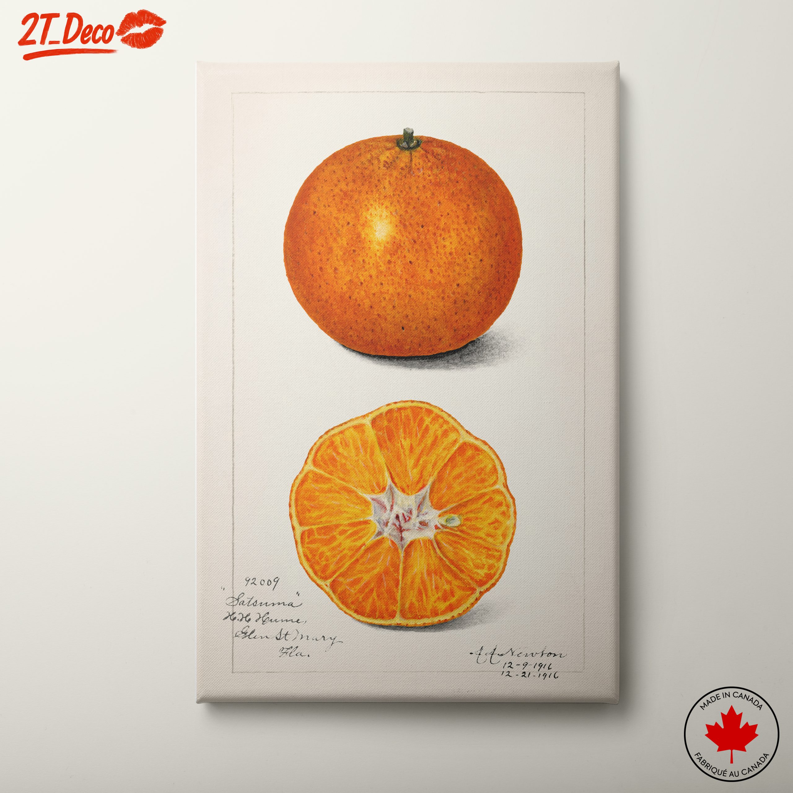 Stylized Satsuma Orange Illustration