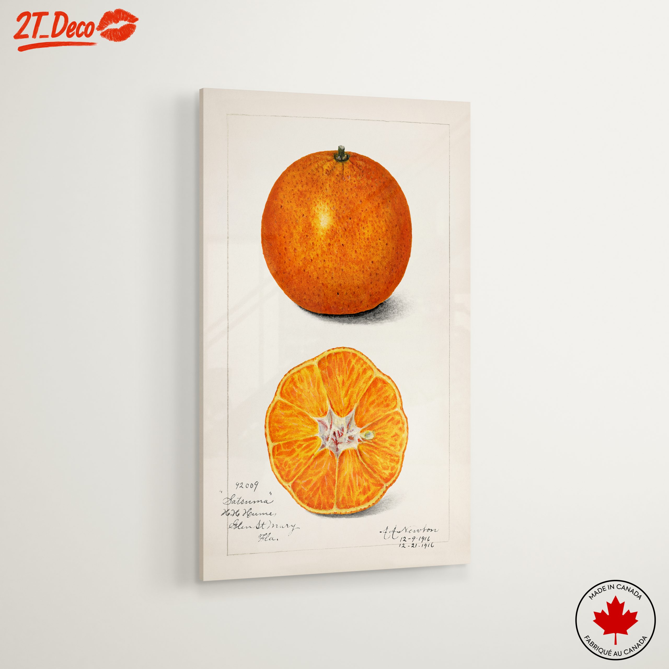 Stylized Satsuma Orange Illustration - Image 6