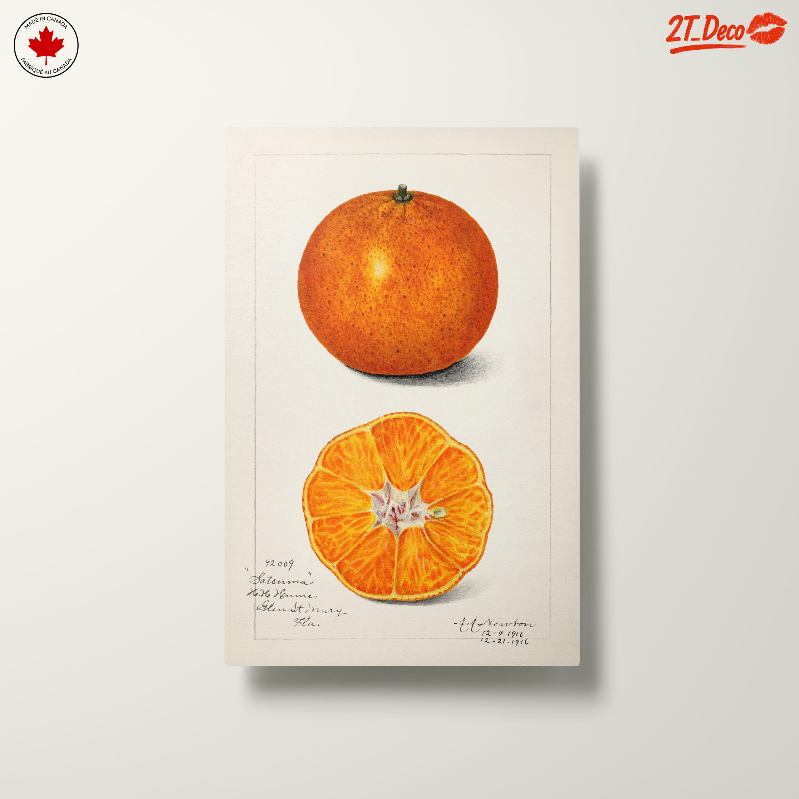 Stylized Satsuma Orange Illustration - Image 10