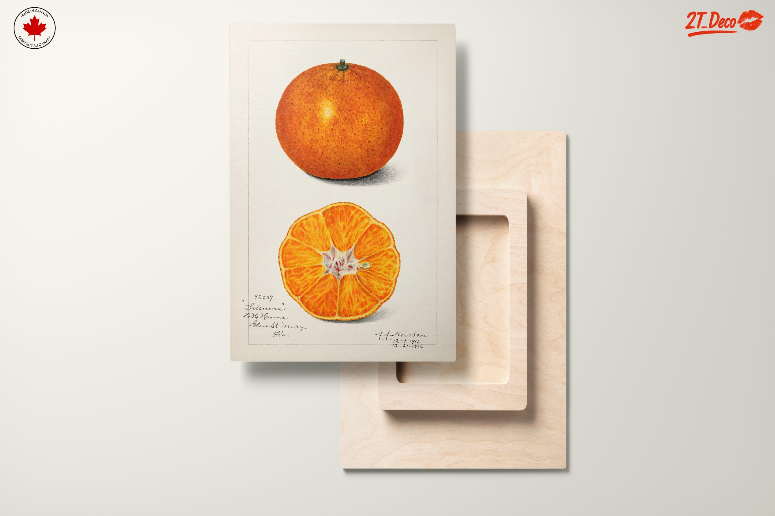 Stylized Satsuma Orange Illustration - Image 11