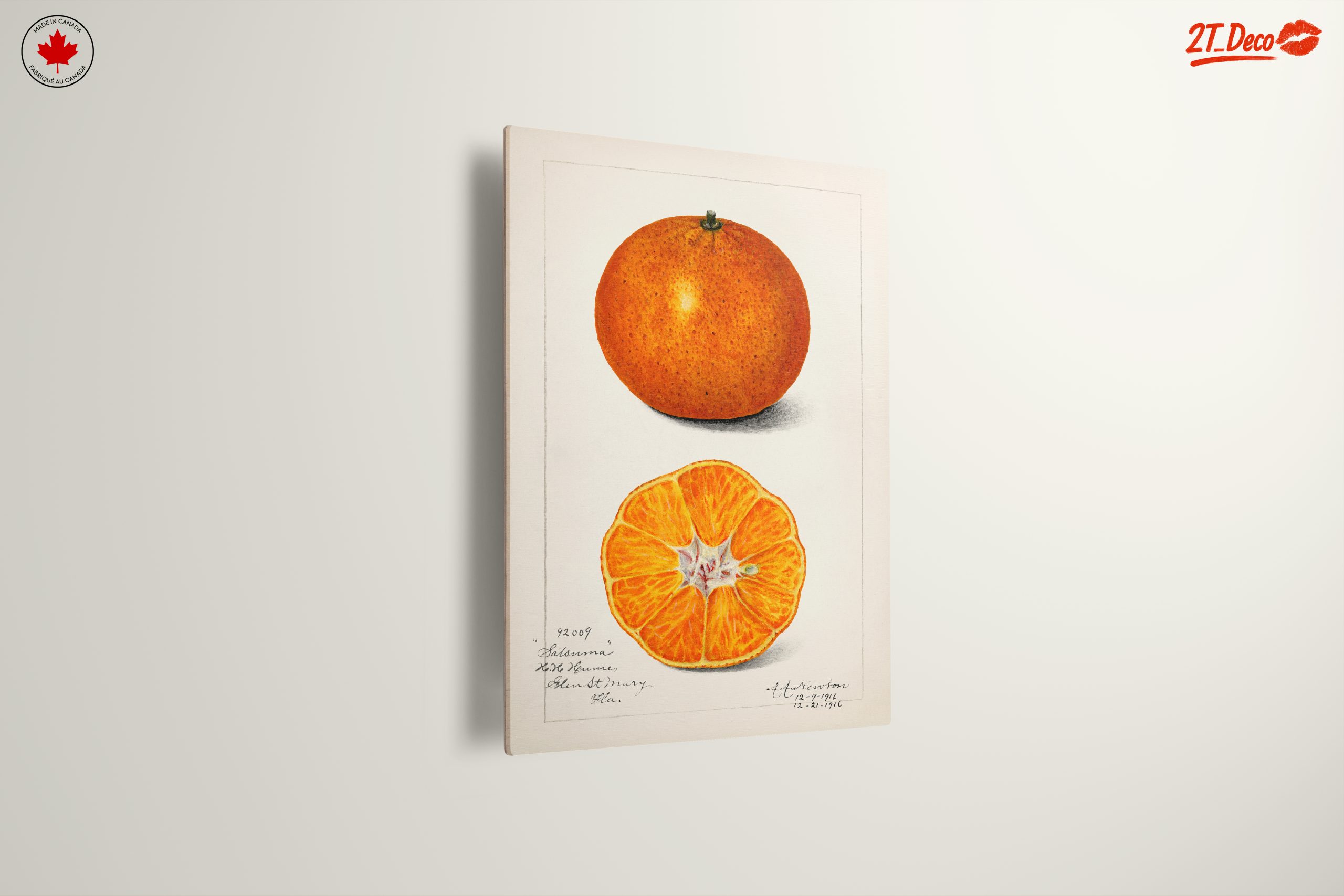 Stylized Satsuma Orange Illustration - Image 13
