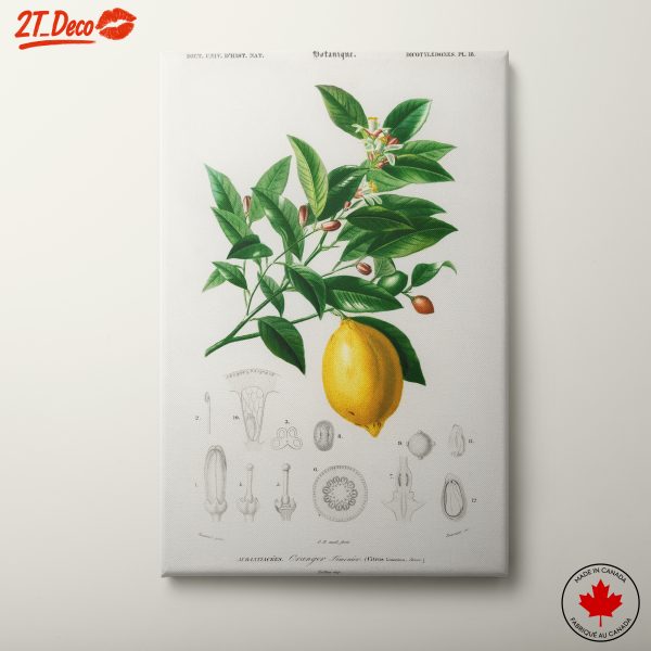 Lemon Tree Botanical Illustration