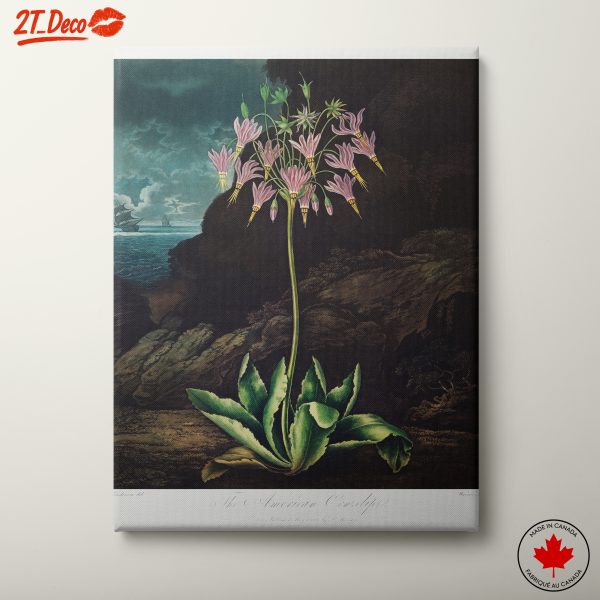 The American Cowstipe Botanical Art