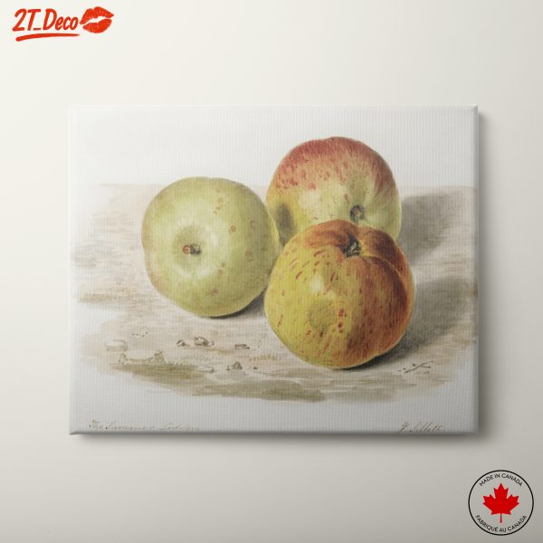 Still Life of Summer Apples