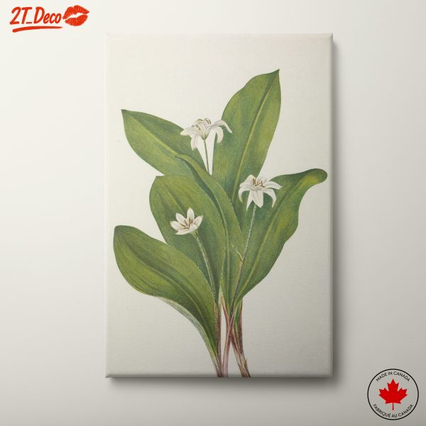 Elegant Botanical Illustration of Flowering Plants