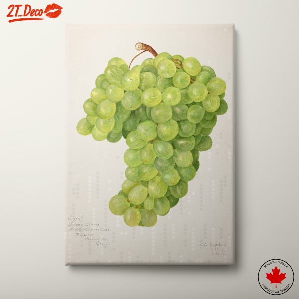 Elegant Abstract Grapes Illustration