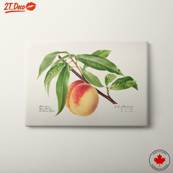 Peach and Leaves Botanical Art