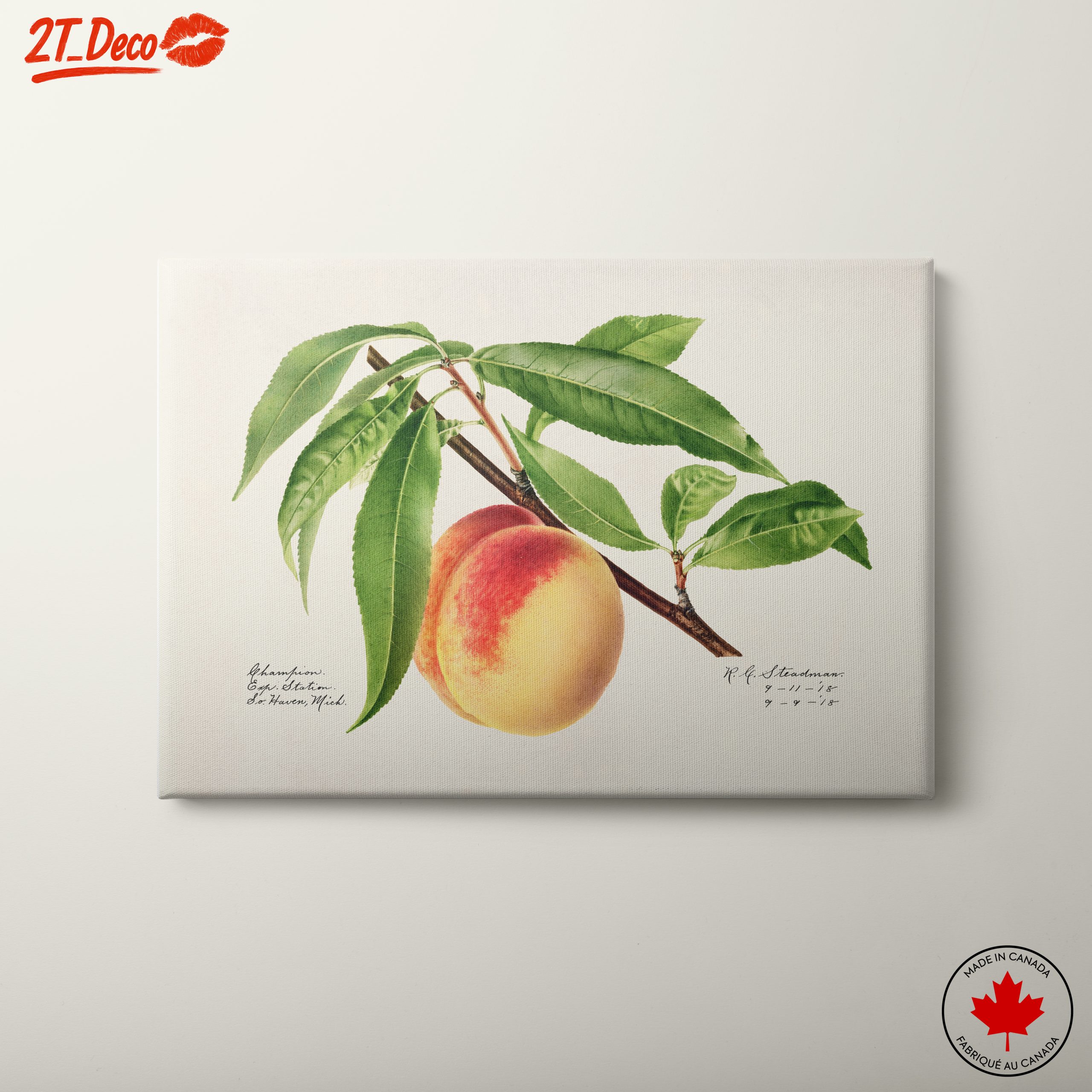 Peach and Leaves Botanical Art