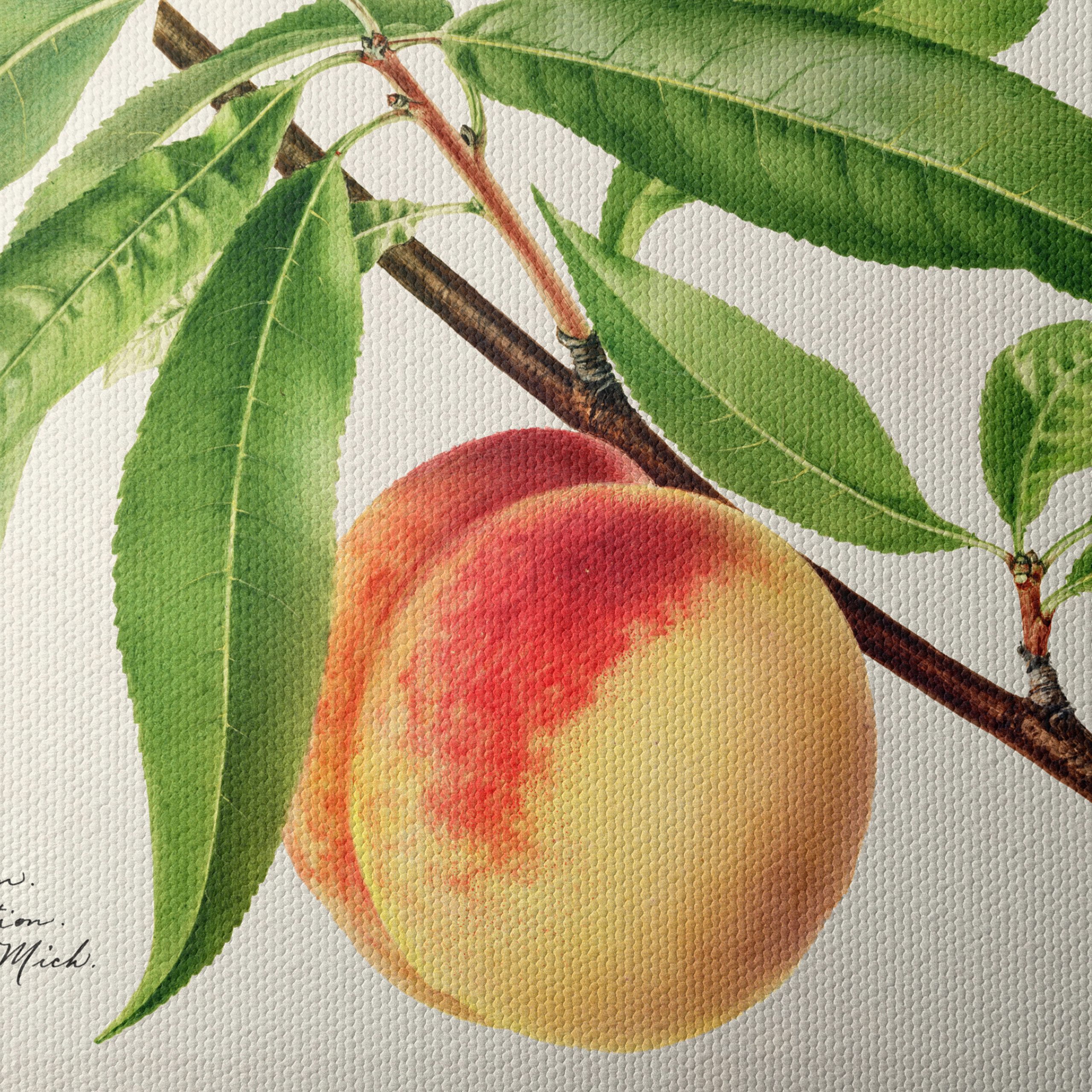 Peach and Leaves Botanical Art - Image 4