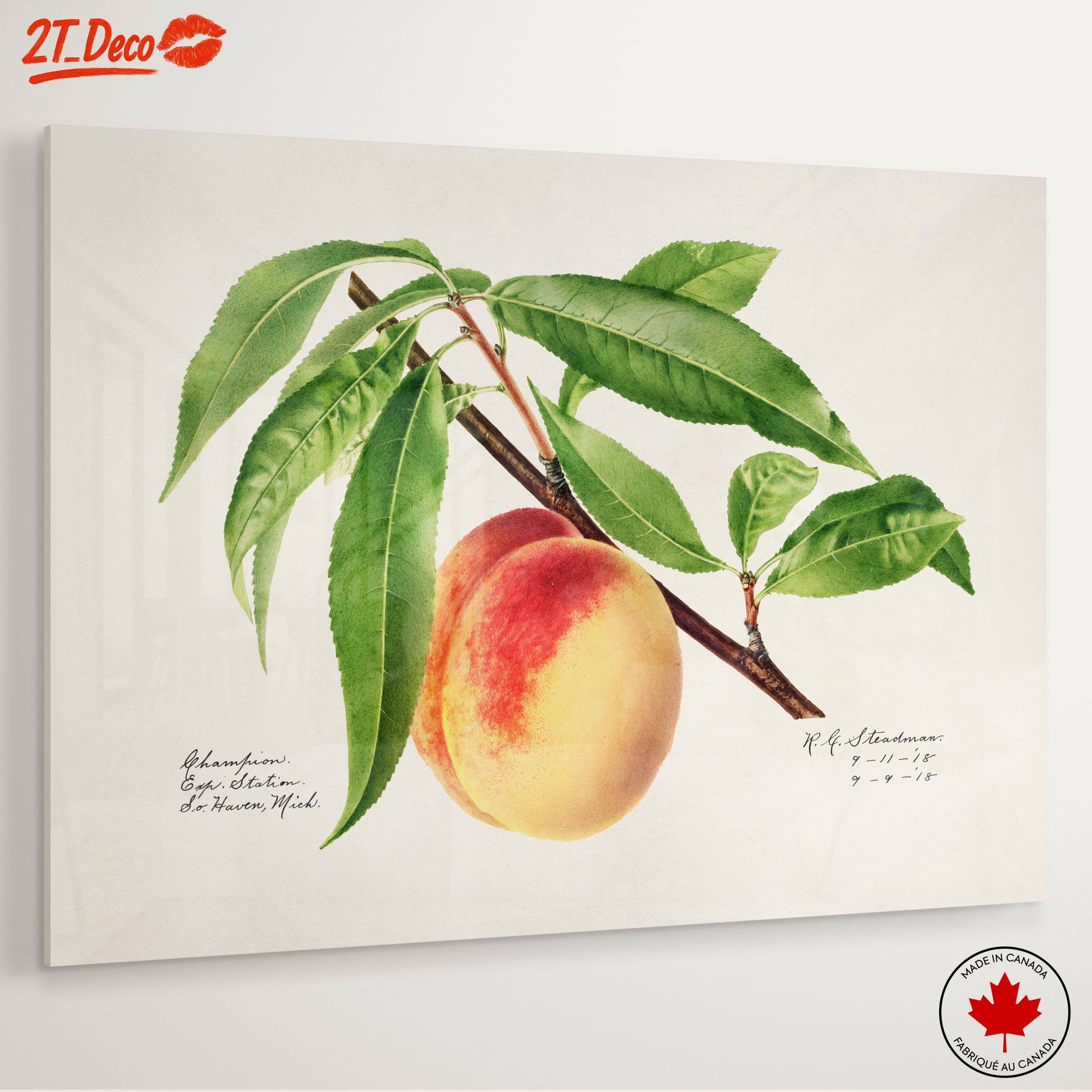 Peach and Leaves Botanical Art - Image 6