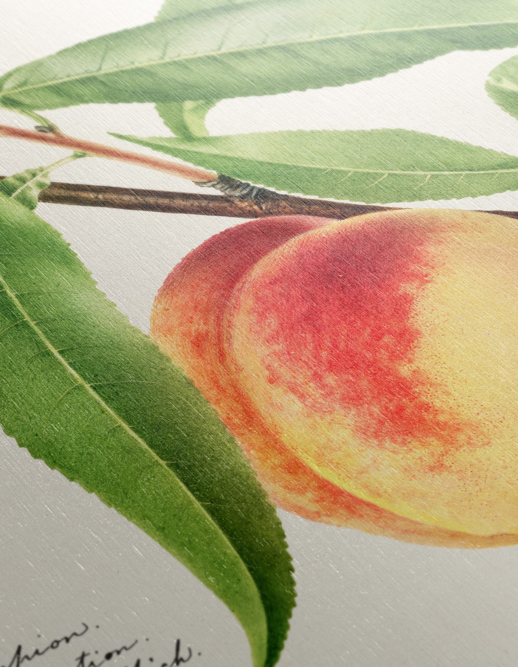 Peach and Leaves Botanical Art - Image 12