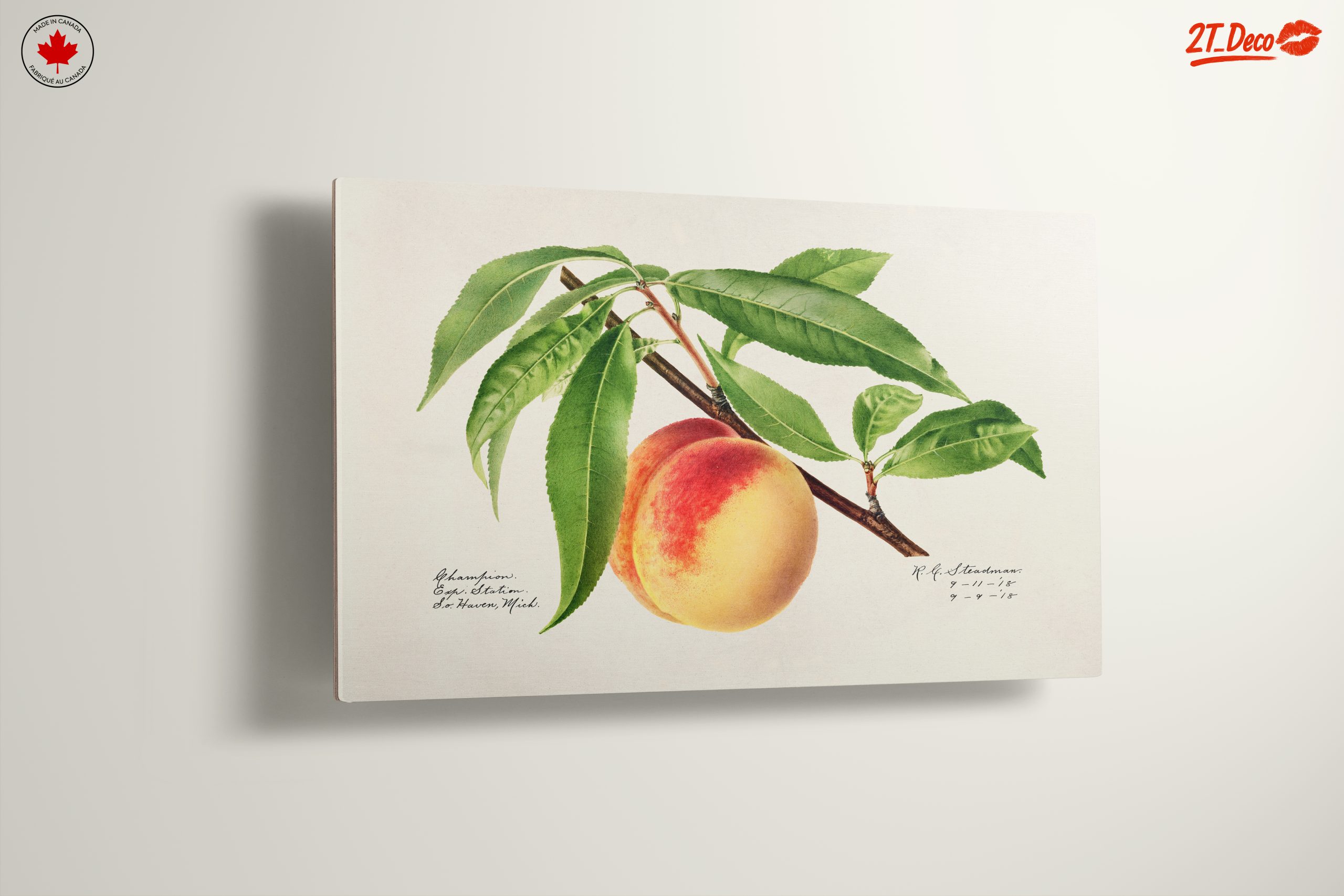 Peach and Leaves Botanical Art - Image 13