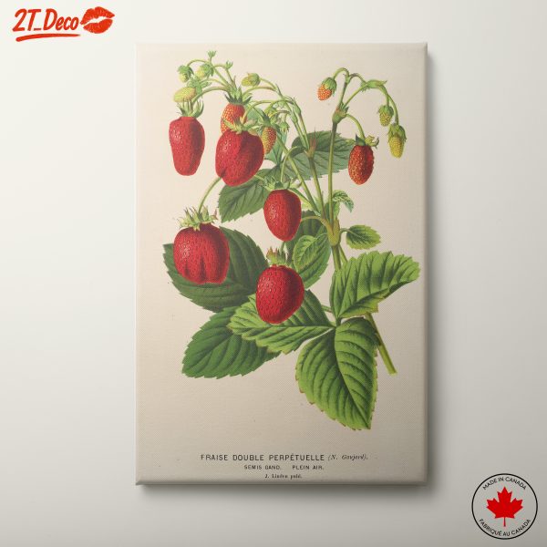 Strawberries Botanical Illustration Artwork