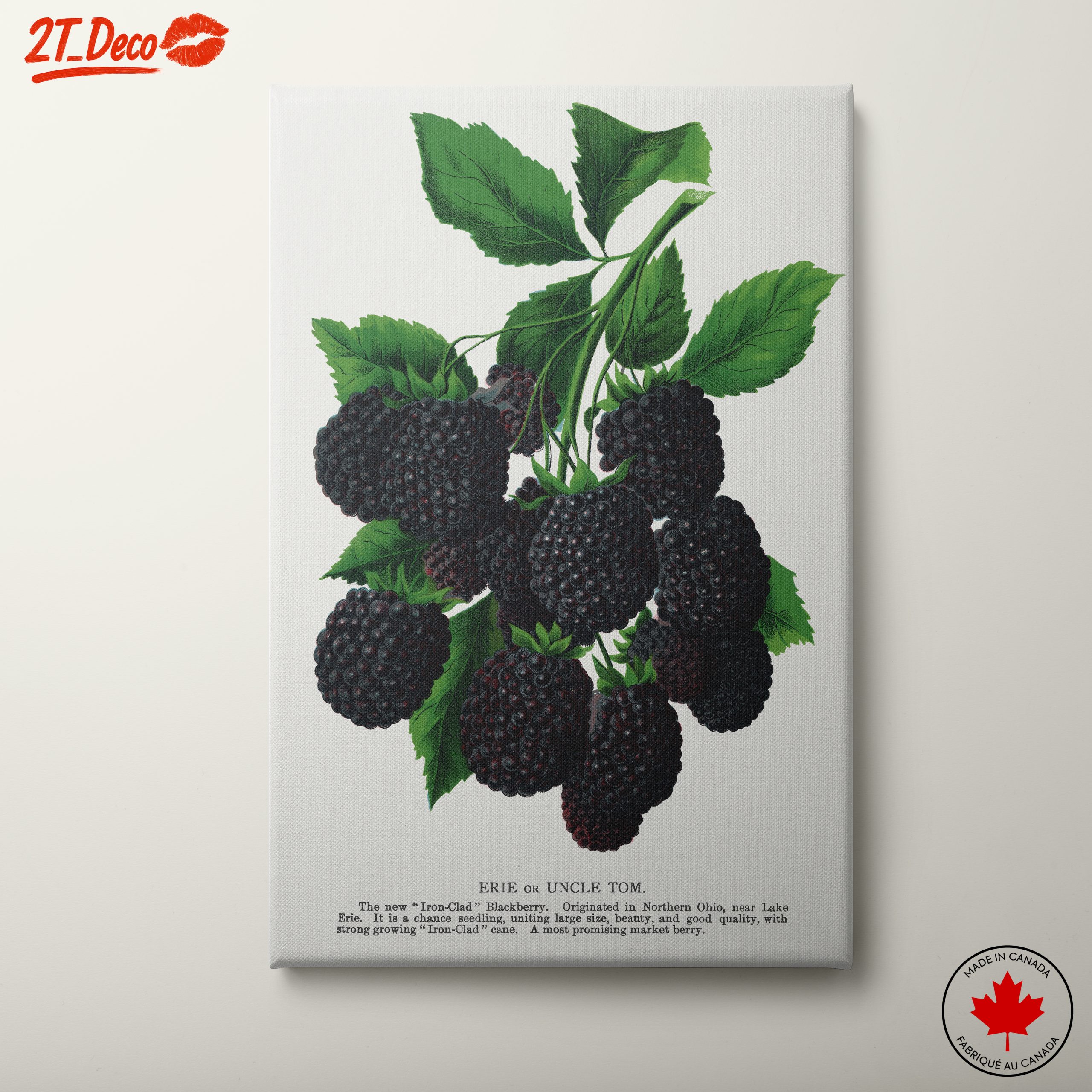Blackberry Botanical Illustration