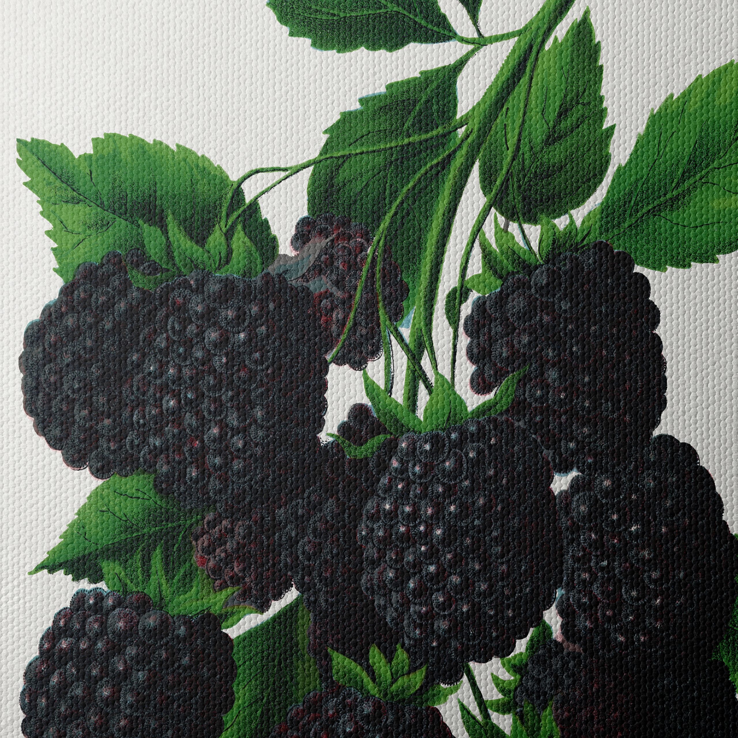 Blackberry Botanical Illustration - Image 4