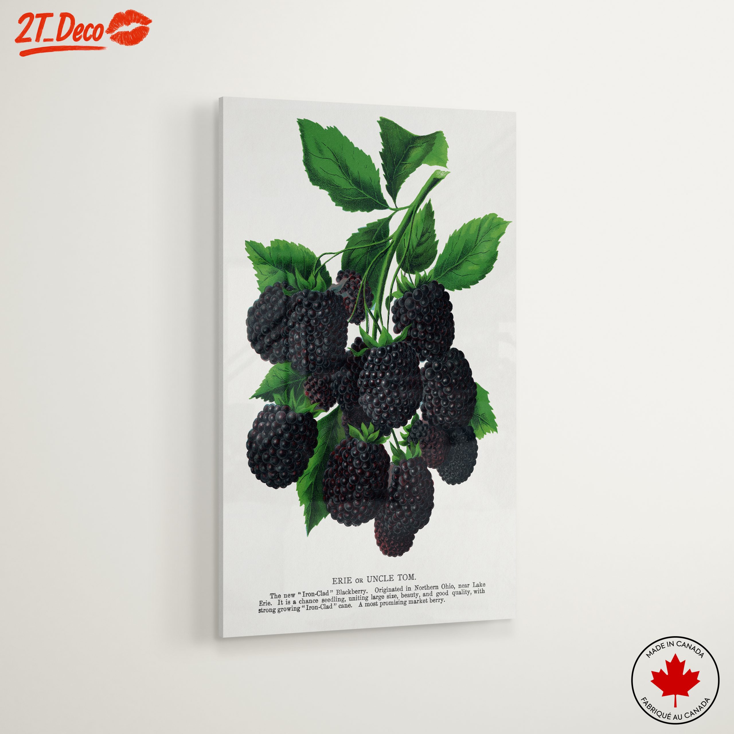 Blackberry Botanical Illustration - Image 6