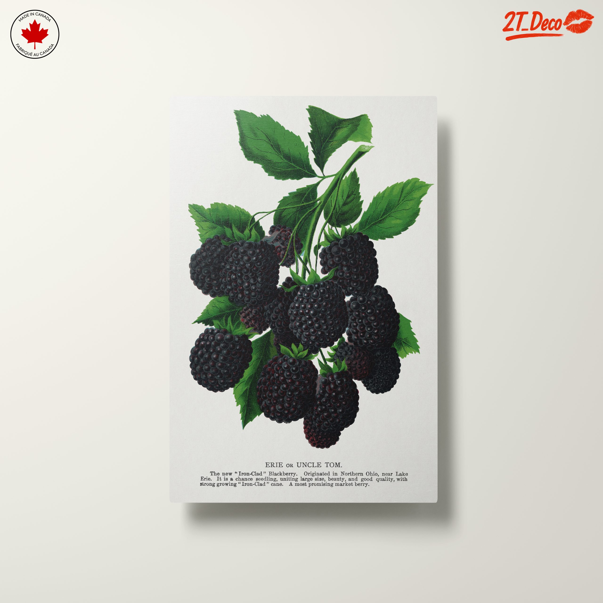Blackberry Botanical Illustration - Image 10