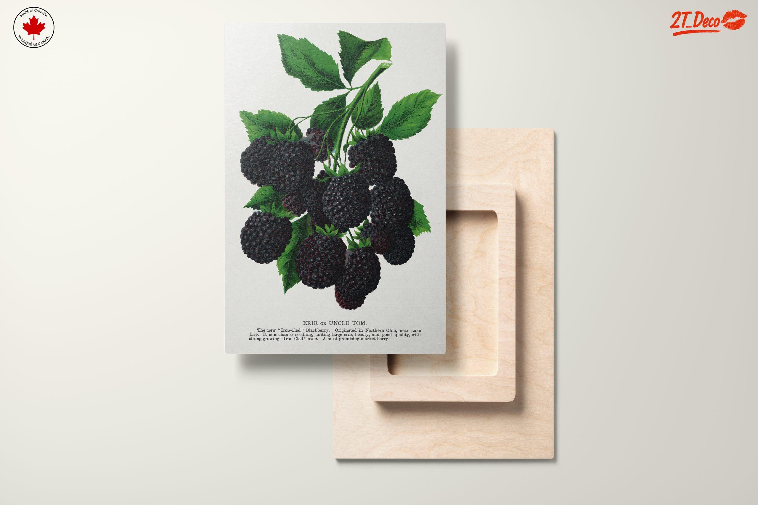 Blackberry Botanical Illustration - Image 11