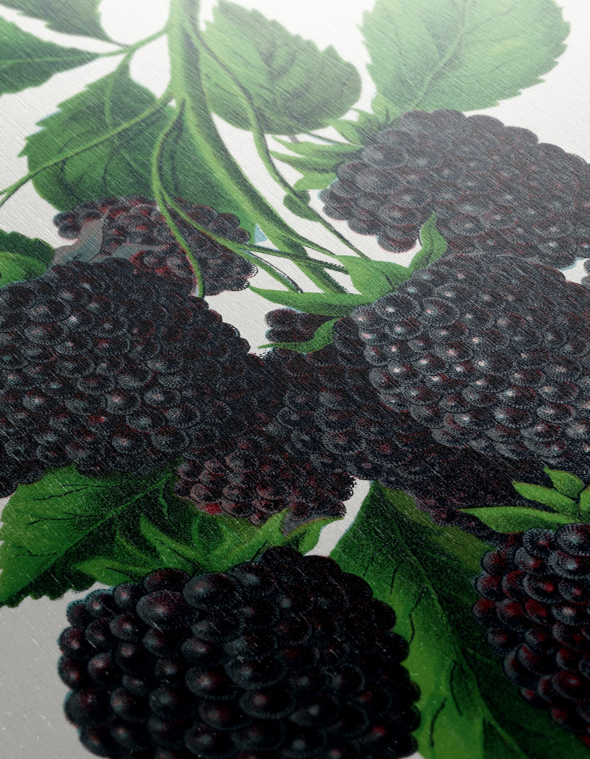 Blackberry Botanical Illustration - Image 12