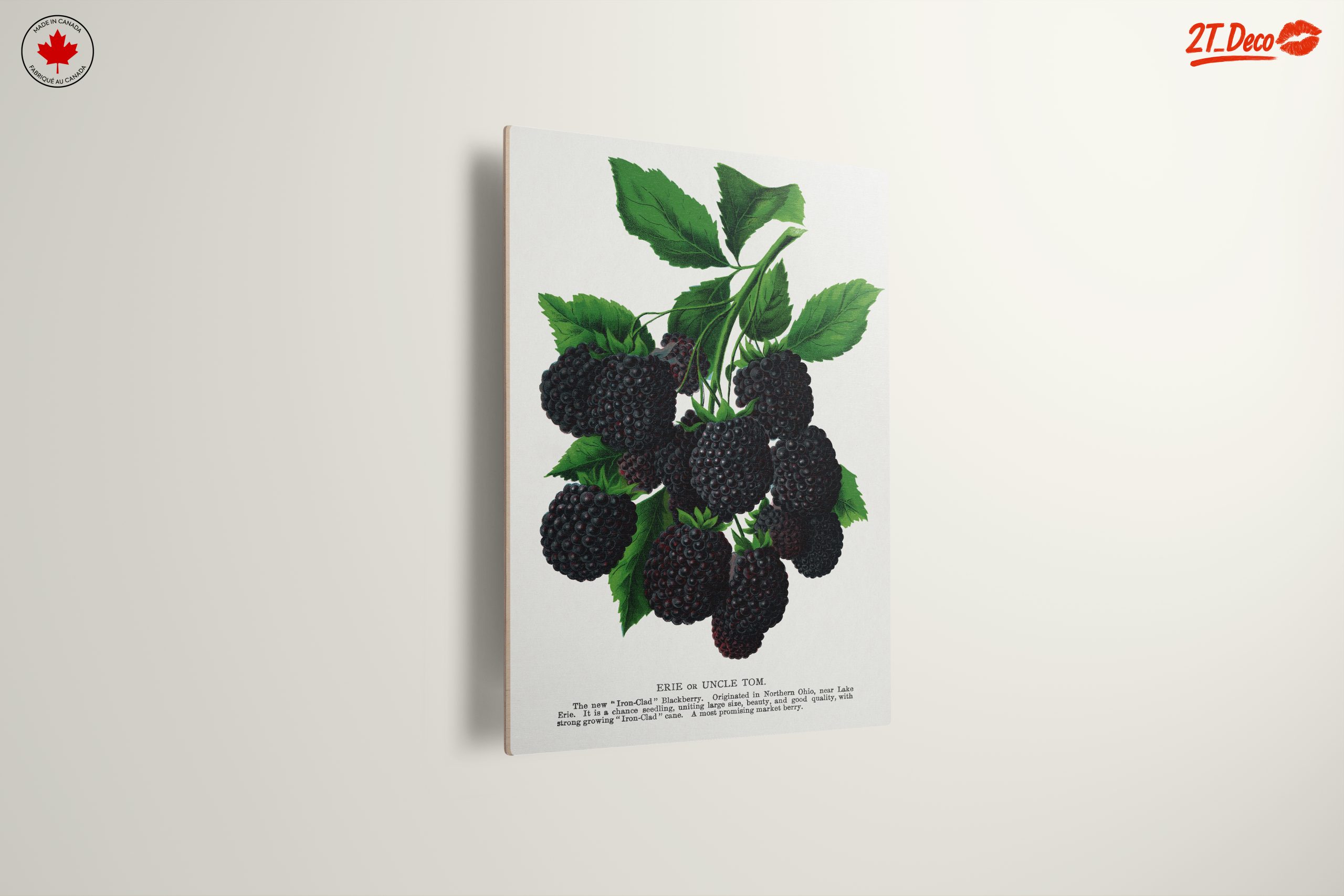 Blackberry Botanical Illustration - Image 13