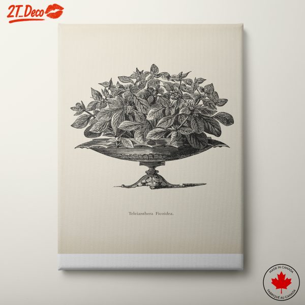 Intricate Botanical Illustration of Teleianthera Ficoidea