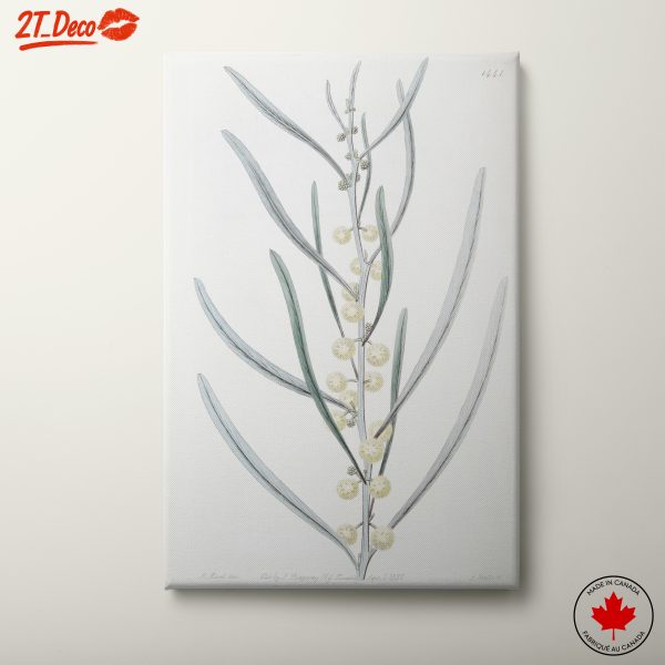 Delicate Botanical Illustration of Acacia